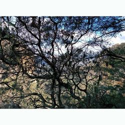 Low angle view of trees against sky