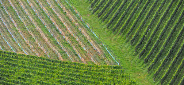 High angle view of vineyard