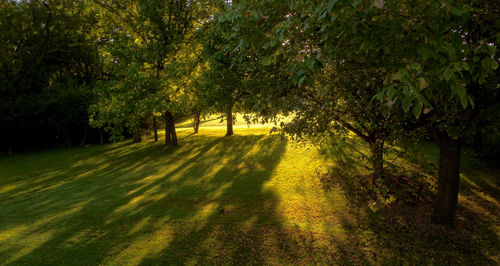 Trees on grassy field