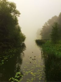 Trees growing in fog