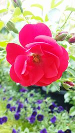 Close-up of red flower