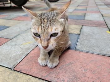 High angle portrait of cat relaxing on floor