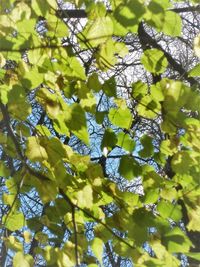 Low angle view of tree leaves