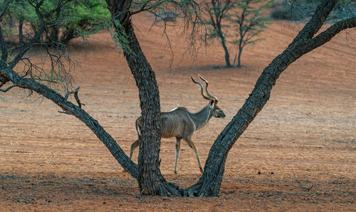 animal