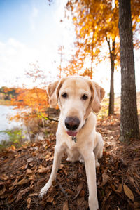 Portrait of dog lying on ground