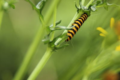 Close-up of insect on plant