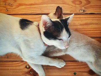 Cat lying on wooden floor