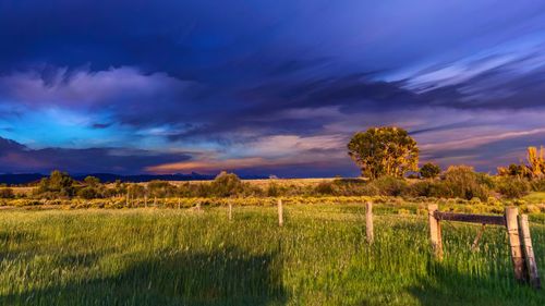 Scenic view of field against sky