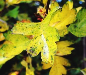 Close-up of leaves on plant