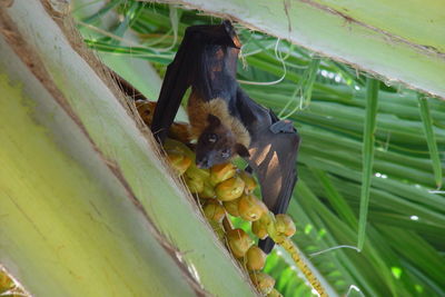 Close-up of lizard on a plant