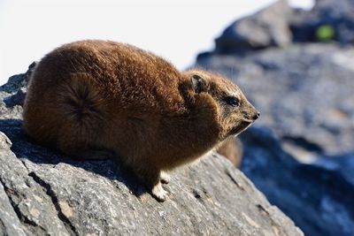 Dassie portrait