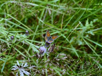 Close-up of butterfly pollinating on purple flower