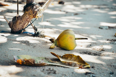 Close-up of apple on dry leaves on street