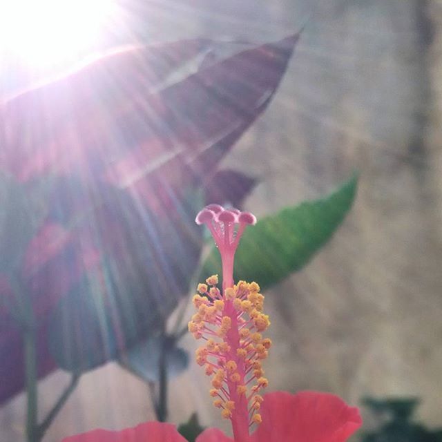 sunbeam, sun, lens flare, flower, sunlight, fragility, growth, beauty in nature, petal, freshness, nature, plant, close-up, focus on foreground, bright, sunny, day, pink color, flower head, outdoors
