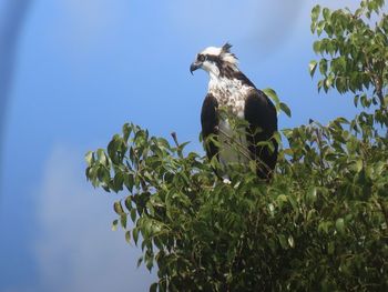 Low angle view of bird on branch against sky