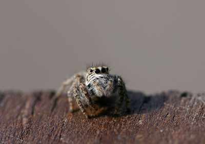 Close-up of spider on wood