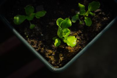 Close-up of fresh green plant