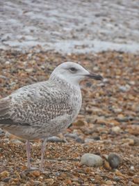 Close-up of seagull perching on pebbles