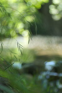 Close-up of plant