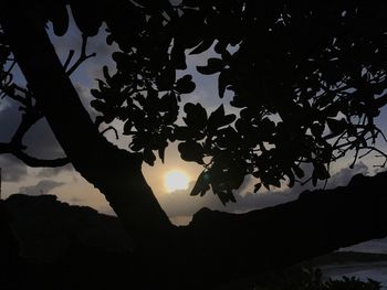 Low angle view of silhouette tree against sky during sunset