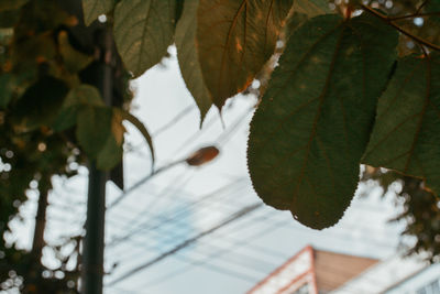 Low angle view of leaves on tree