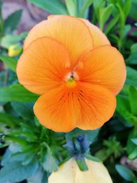 Close-up of orange flower