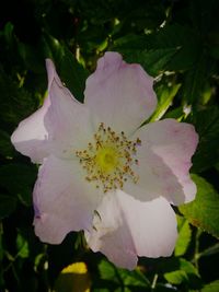 Close-up of white flower blooming outdoors