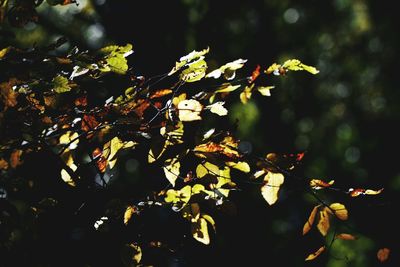 Close-up of leaves on tree