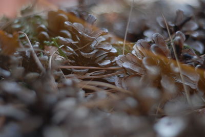 Close-up of dry leaves