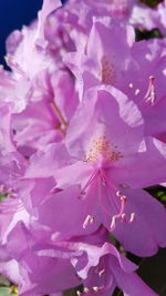 Close-up of pink flower