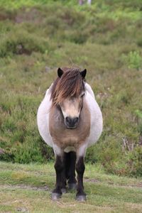 Portrait of an icelandic pony