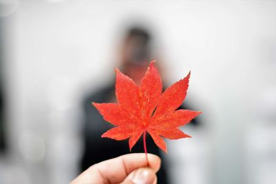 Close-up of hand holding maple leaf during autumn