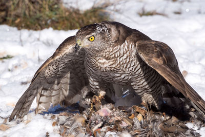 Close-up of eagle