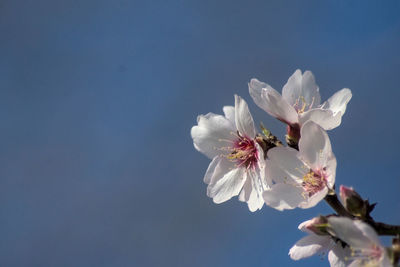 Close-up of white cherry blossoms against sky