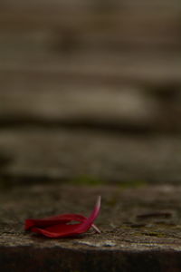 Close-up of red flower