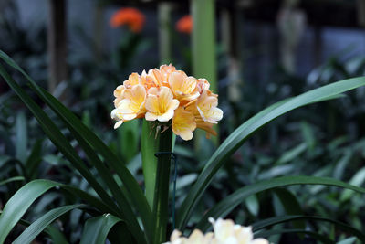 Close-up of red flowering plant