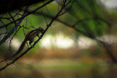 Close-up of bird perching outdoors