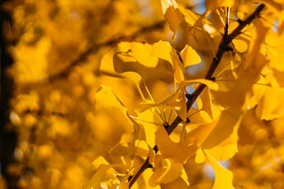 Close-up of yellow flowering plant