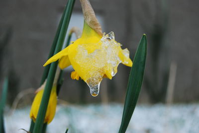 Close-up of wet yellow flower