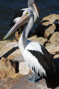 Close-up of white bird perching on rock by lake