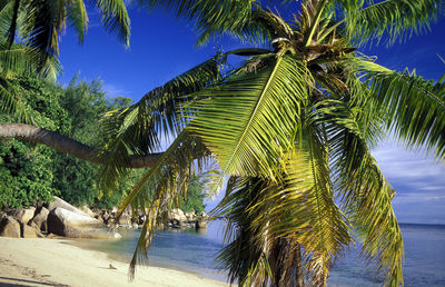 Palm trees bending on beach against sky