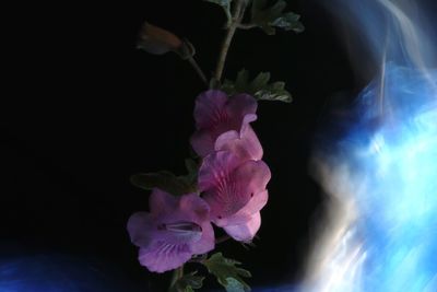 Close-up of pink rose flower against black background