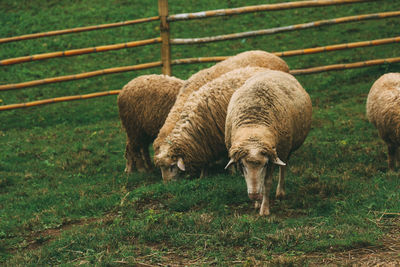 Sheep grazing in a field