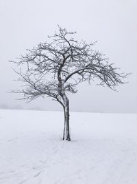 Bare tree on snow covered landscape