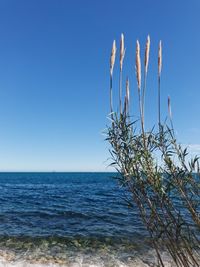 Scenic view of sea against clear blue sky