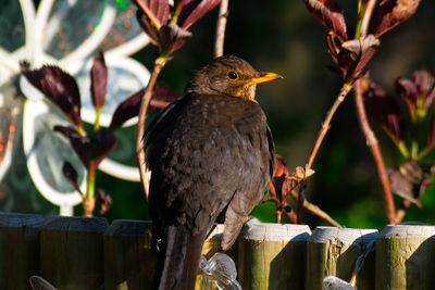 Close-up of bird perching on wooden post