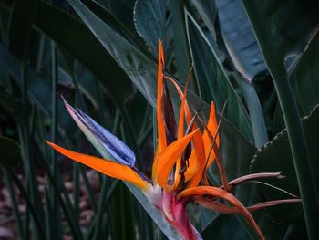 Close-up of orange flowering plant