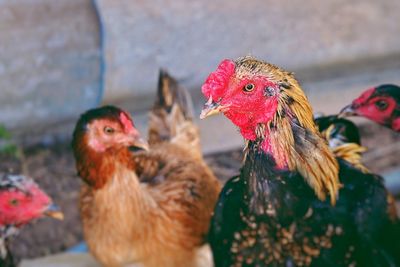 Close-up of chicken 