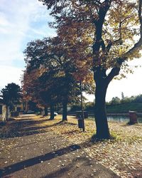 Trees in park