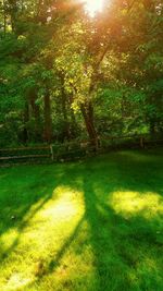 Trees on grassy field